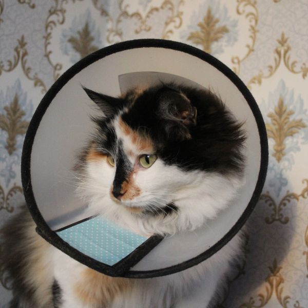 A cat wearing cone after surgery