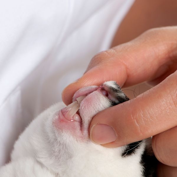 A vet examining rabbit's teeth