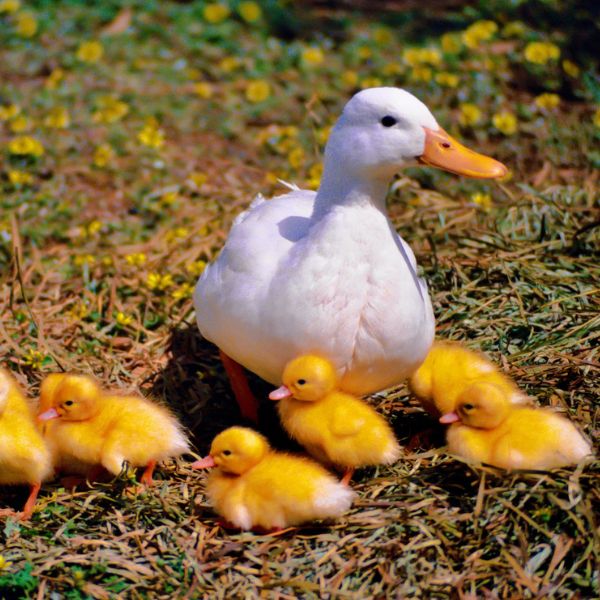Duck with ducklings at farm