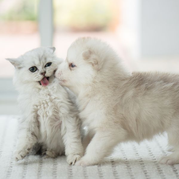 Kitten and puppy playing together