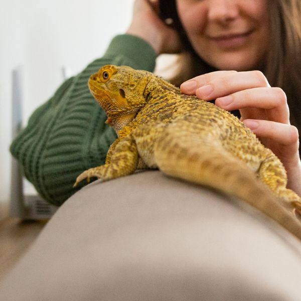 Reptile on the sofa