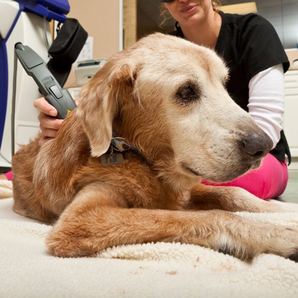 Vet applying laser therapy to dog
