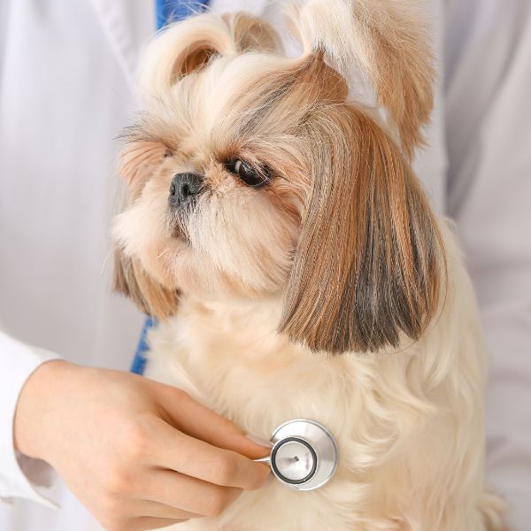 Veterinarian Examining Dog in Clinic